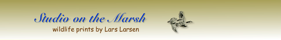 Studio on the Marsh random header image