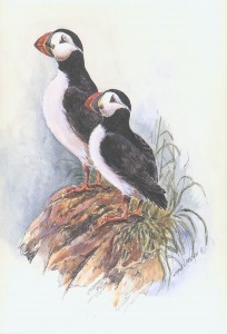 Puffins