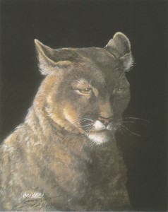 Cougar - portrait I
