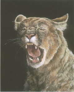 Cougar - portrait II