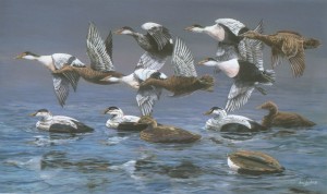 Eiders over old Decoys