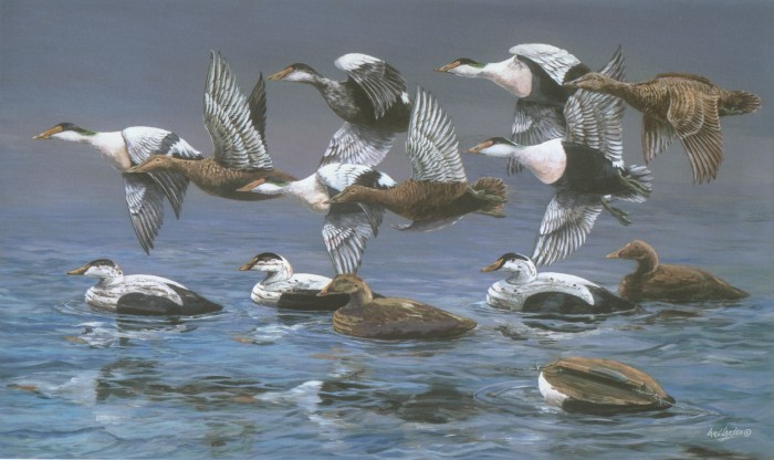 Eiders over old Decoys