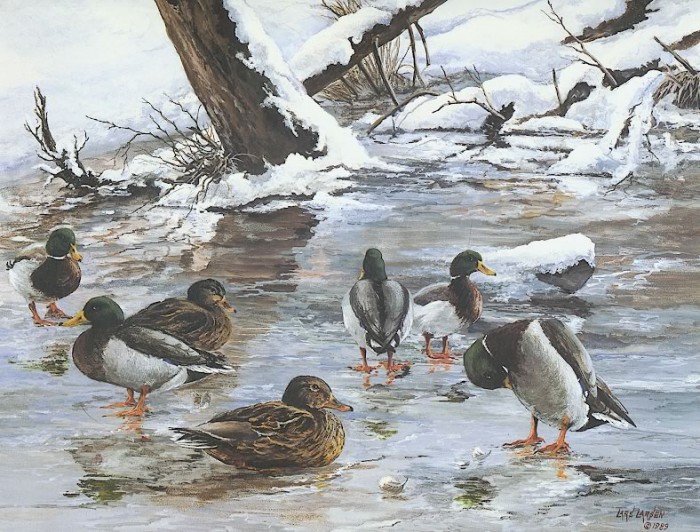 Winter Mallards