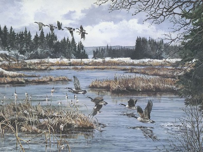 Springtime Geese